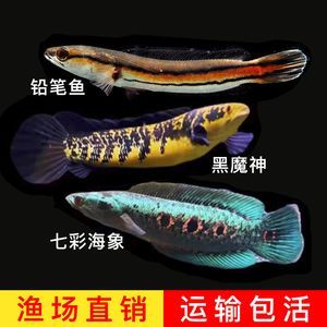 黑魔神雷龍魚價格（黑魔神雷龍魚價格因品種、大小、品質等因素有所差異）