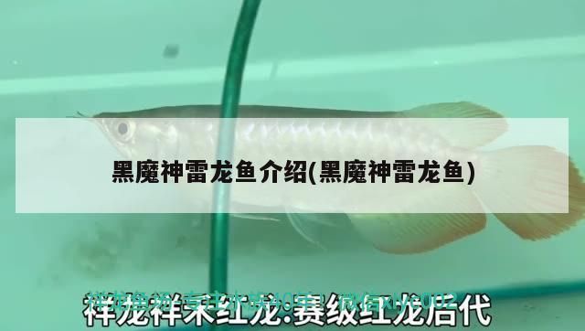 黑魔神雷龍魚價格（黑魔神雷龍魚價格因品種、大小、品質等因素有所差異）