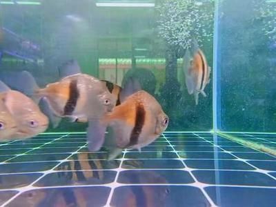 銀板魚混養(yǎng)品種搭配建議:銀板魚混養(yǎng)搭配需要考慮以下幾種搭配方式:與小型魚類混養(yǎng) 龍魚百科 第5張 銀板魚混養(yǎng)品種搭配建議:銀板魚混養(yǎng)搭配需要考慮以下幾種搭配方式:與小型魚類混養(yǎng) 銀板魚混養(yǎng)品種搭配建議:銀板魚混養(yǎng)搭配需要考慮以下幾種搭配方式:與小型魚類混養(yǎng) 龍魚百科 第5張