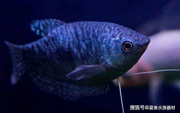 龍魚會互咬嗎視頻：龍魚互咬與品種的關系