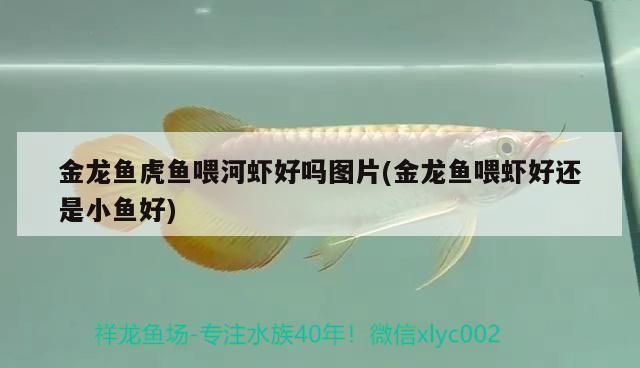 龍魚虎魚能否喂海蝦以及喂養(yǎng)方法（龍魚可以喂食海蝦嗎）