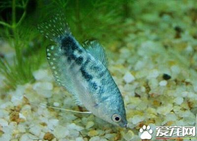 龍魚需要打氧嗎：養龍魚需要打氧嗎 龍魚需要打氧嗎：養龍魚需要打氧嗎 龍魚百科 第1張