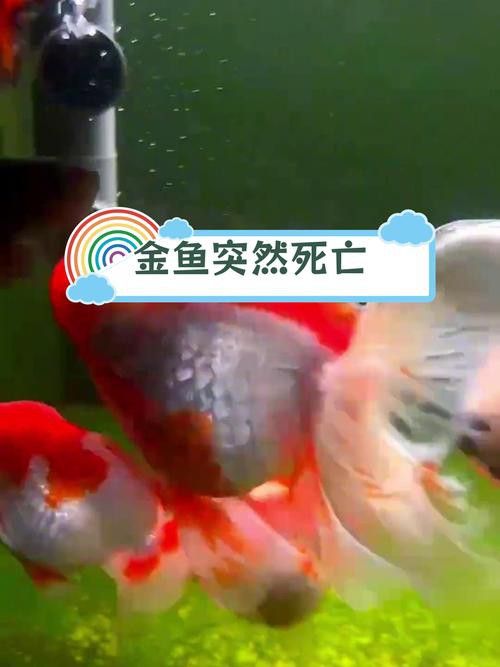 金龍魚(yú)斜著游