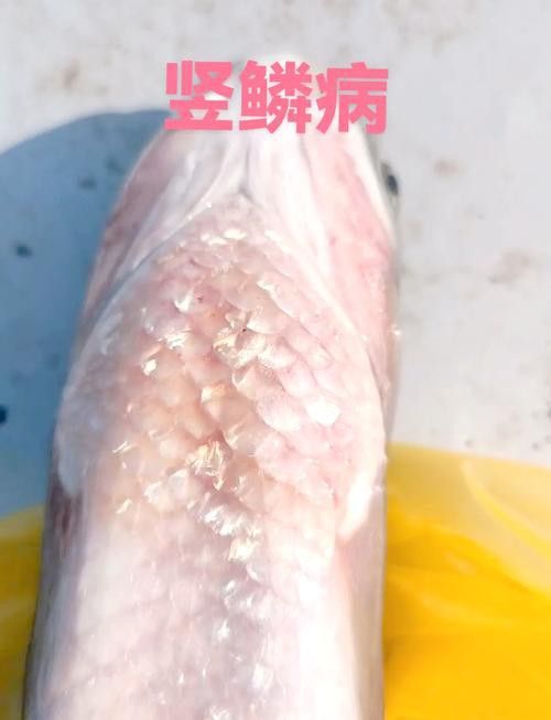 金龍魚(yú)斜著游