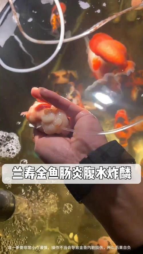金龍魚(yú)斜著游