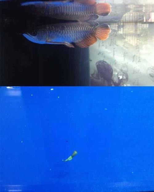 金龍魚(yú)斜著游