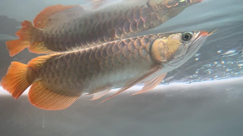 金龍魚(yú)斜著游