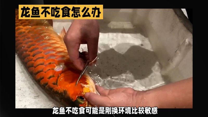 紅龍魚(yú)停食期間需要做什么？
