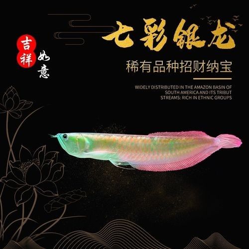 銀龍魚缸底鋪什么好看