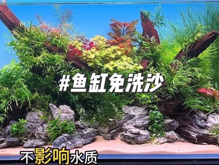 銀龍魚缸底鋪什么好看