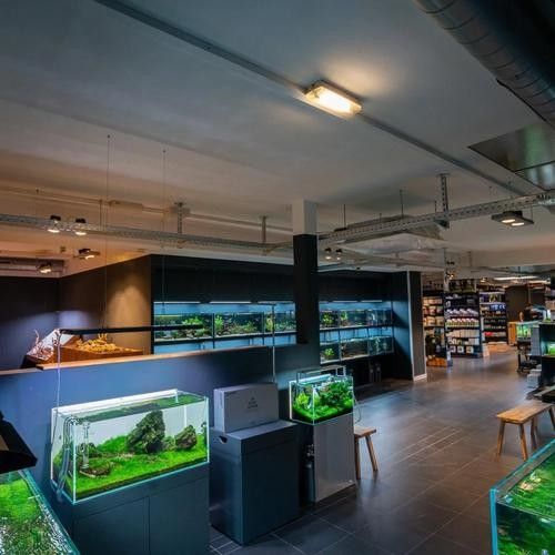 博湖開水族店怎么樣？加盟祥龍魚場賣龍魚市場怎樣？