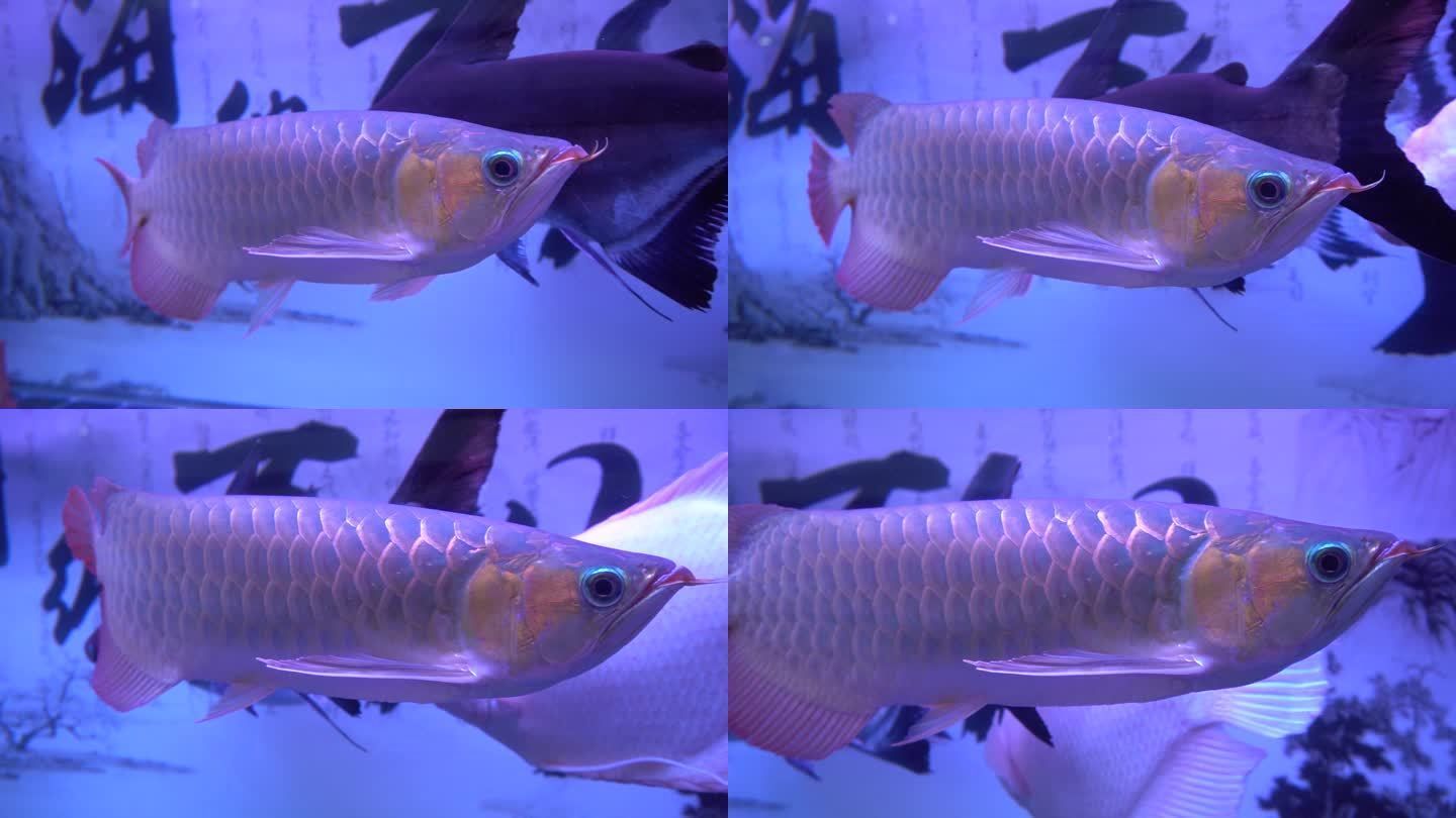 金龍魚什么樣算兜嘴：金龍魚兜嘴是指其下嘴唇出現歪曲、合不攏或上揚等癥狀