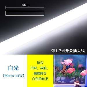 金龍魚照明時間：關于金龍魚照明時間的相關信息