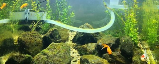 魚缸增氧泵要一直開著嗎？（水生植物與增氧泵的關系如何判斷魚缸缺氧狀態？）