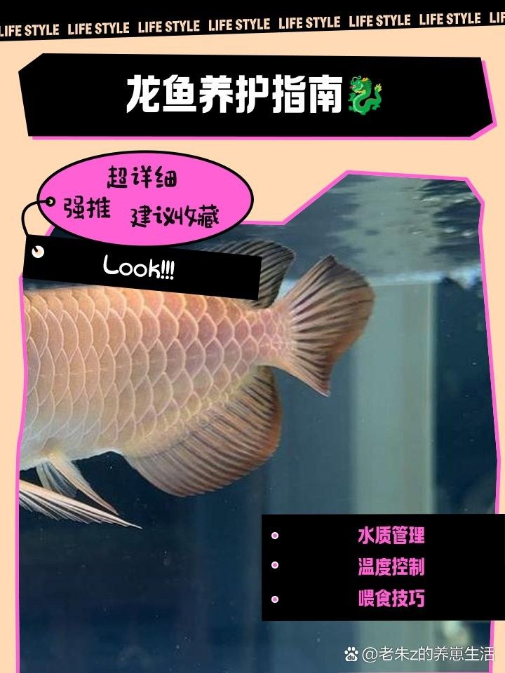 錦屏開水族店怎么樣？加盟祥龍魚場賣龍魚市場怎樣？ 錦屏開水族店怎么樣？加盟祥龍魚場賣龍魚市場怎樣？ 水族館百科（水族館加盟） 第8張