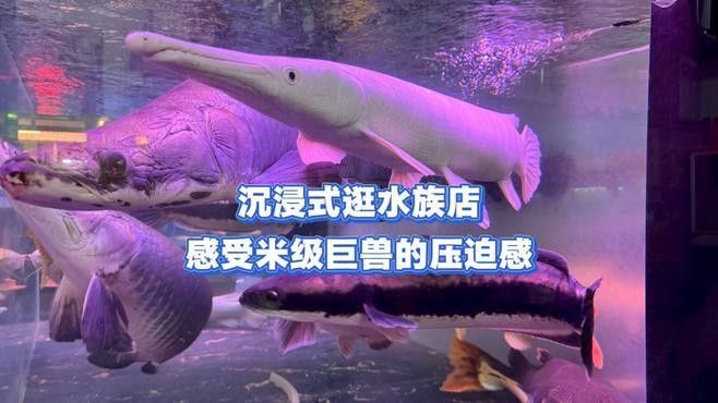 海原開水族店怎么樣？加盟祥龍魚場賣龍魚市場怎樣？