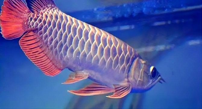 錯那開水族店怎么樣？加盟祥龍魚場賣龍魚市場怎樣？