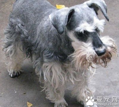 金龍魚怎么挑:挑選金龍魚時需要考慮多個方面,挑選金龍魚時需要考慮的關鍵因素 龍魚百科 第2張 金龍魚怎么挑:挑選金龍魚時需要考慮多個方面,挑選金龍魚時需要考慮的關鍵因素 金龍魚怎么挑:挑選金龍魚時需要考慮多個方面,挑選金龍魚時需要考慮的關鍵因素 龍魚百科 第2張