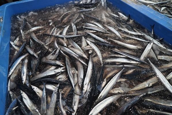 虎紋恐龍魚不吃飼料（虎紋恐龍魚不吃飼料可能由多種原因引起虎紋恐龍魚飼料選擇指南）