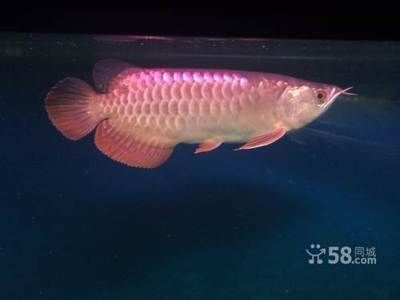 養三條龍魚的風水講究可以從以下幾個方面來考慮：養三條龍魚有什么風水講究