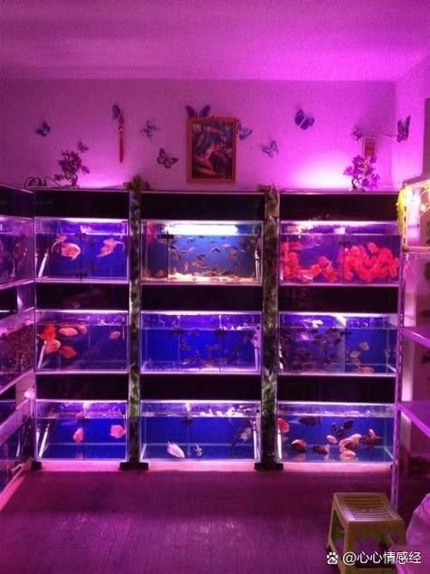 金州開水族店怎么樣？加盟祥龍魚場賣龍魚市場怎樣？