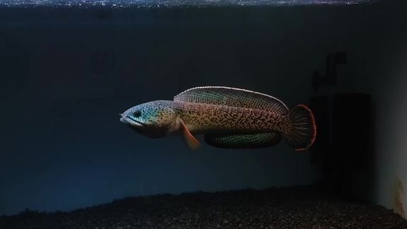 雷龍魚互動視頻在線觀看