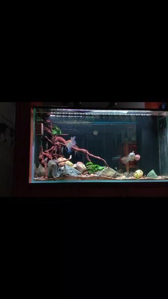 雷龍魚互動視頻在線觀看