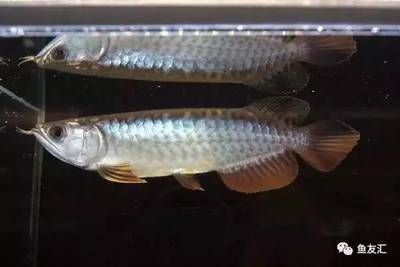 白子龍魚(yú)的價(jià)格：白子龍魚(yú)價(jià)格