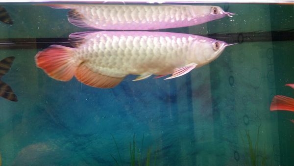 白子龍魚(yú)的價(jià)格：白子龍魚(yú)價(jià)格