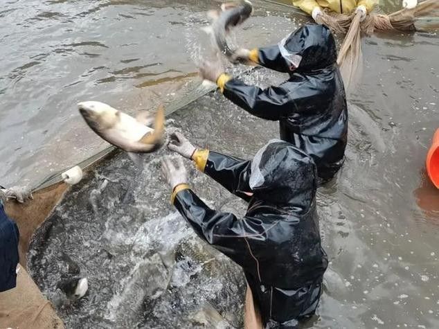 貴州開水族店怎么樣？加盟祥龍魚場賣龍魚市場怎樣？
