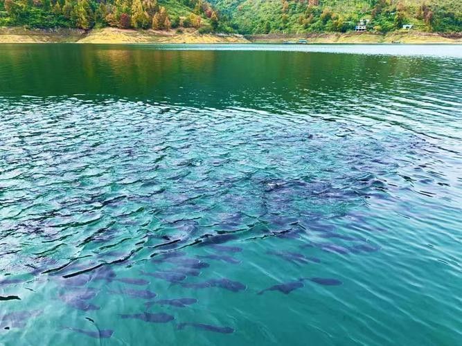 貴州開水族店怎么樣？加盟祥龍魚場賣龍魚市場怎樣？