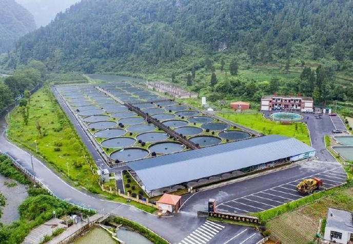 貴州開水族店怎么樣？加盟祥龍魚場賣龍魚市場怎樣？
