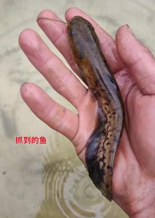 貴州開水族店怎么樣？加盟祥龍魚場賣龍魚市場怎樣？