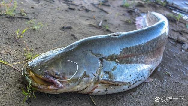 貴州開水族店怎么樣？加盟祥龍魚場賣龍魚市場怎樣？