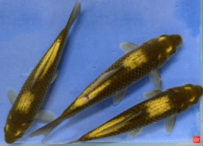 貴州開水族店怎么樣？加盟祥龍魚場賣龍魚市場怎樣？