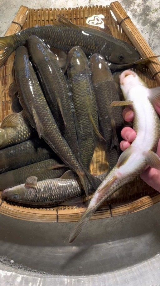貴州開水族店怎么樣？加盟祥龍魚場賣龍魚市場怎樣？