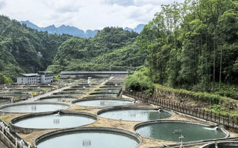 貴州開水族店怎么樣？加盟祥龍魚場賣龍魚市場怎樣？