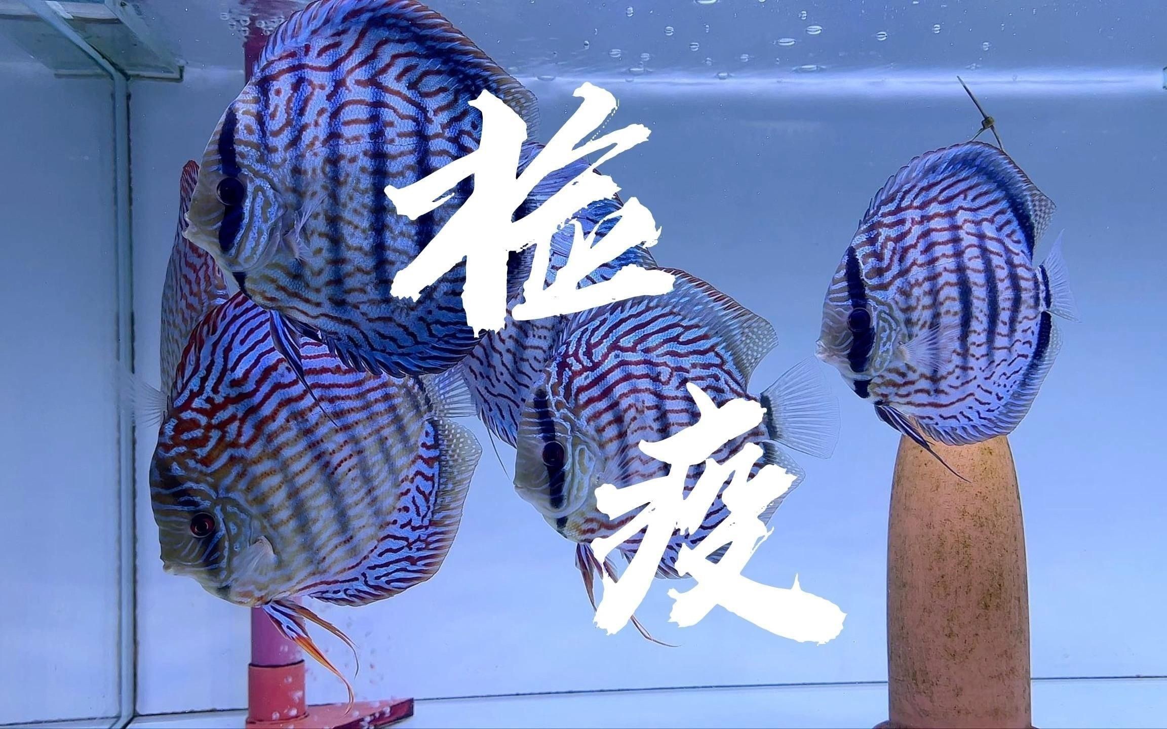 龍魚寄生蟲多久防治一次？ 龍魚寄生蟲多久防治一次？ 龍魚百科 第3張