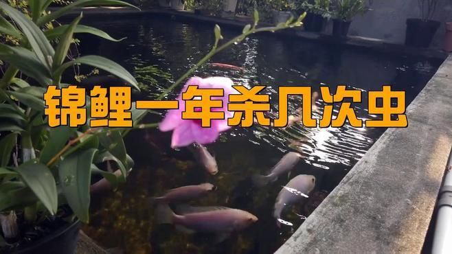 龍魚寄生蟲多久防治一次？ 龍魚寄生蟲多久防治一次？ 龍魚百科 第4張
