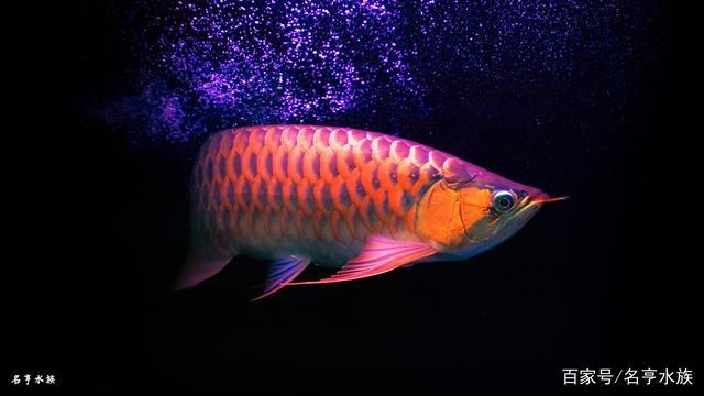 龍魚總在水面上游來游去：龍魚總在水面上游來游去可能有多種原因以下幾種可能