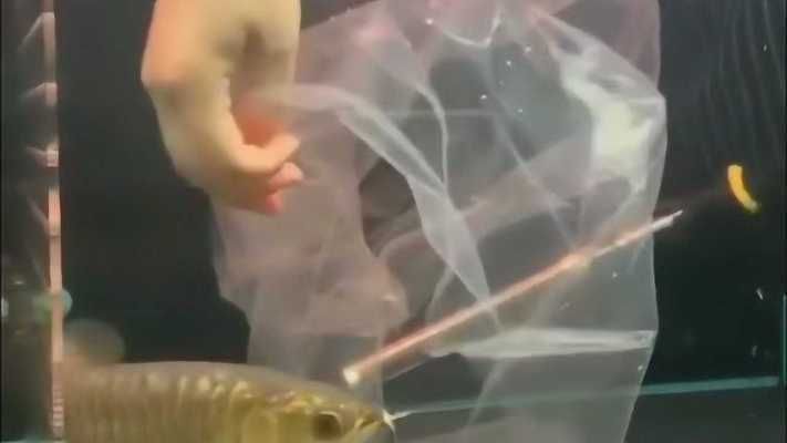 龍魚怎么撈：龍魚撈取前后水質(zhì)管理要點