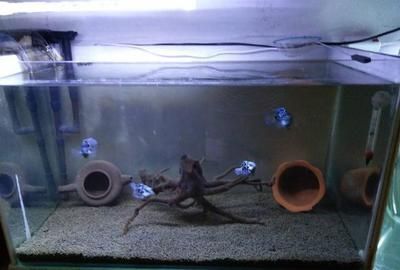 龍魚(yú)飼養(yǎng)技巧視頻：