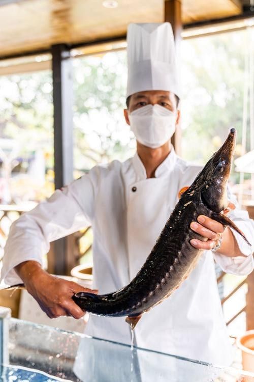 龍魚食用魚 龍魚百科 第3張 龍魚食用魚 龍魚食用魚 龍魚百科 第3張