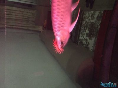 龍魚多大可以吃蜈蚣（成年龍魚體長達35厘米以上時才適合食用蜈蚣）