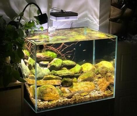 墨竹工卡開水族店怎么樣？加盟祥龍魚場賣龍魚市場怎樣？