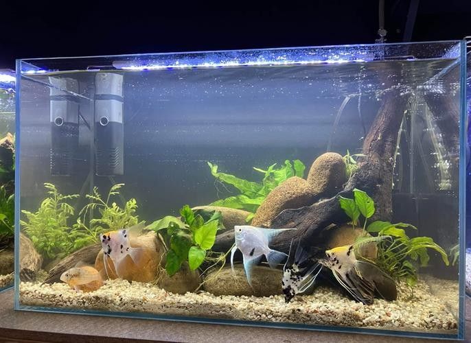 墨竹工卡開水族店怎么樣？加盟祥龍魚場賣龍魚市場怎樣？