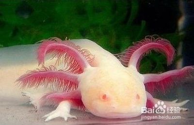 養(yǎng)龍魚能放沙子嗎？：養(yǎng)龍魚可以放沙子嗎？