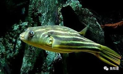 斑馬狗頭魚(yú)的飼養(yǎng)注意事項(xiàng)：斑馬狗頭魚(yú)與龍魚(yú)一起養(yǎng)嗎