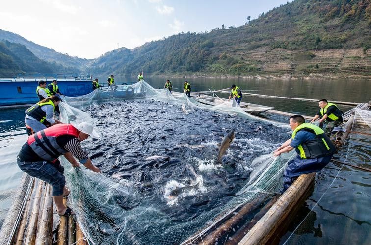 天鎮開水族店怎么樣？加盟祥龍魚場賣龍魚市場怎樣？
