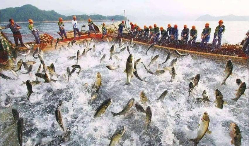 天鎮開水族店怎么樣？加盟祥龍魚場賣龍魚市場怎樣？